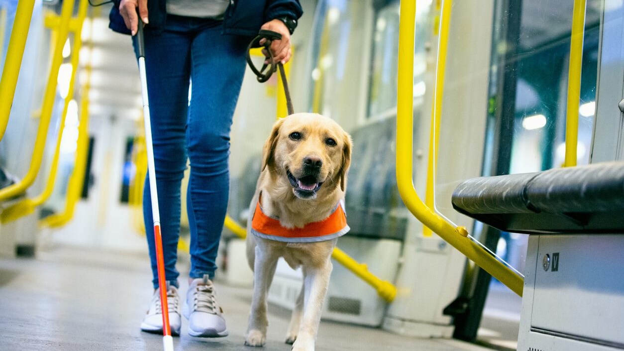 Detrazione spese cane guida nel 7302024 dall'acquisto al mantenimento, quanto spetta