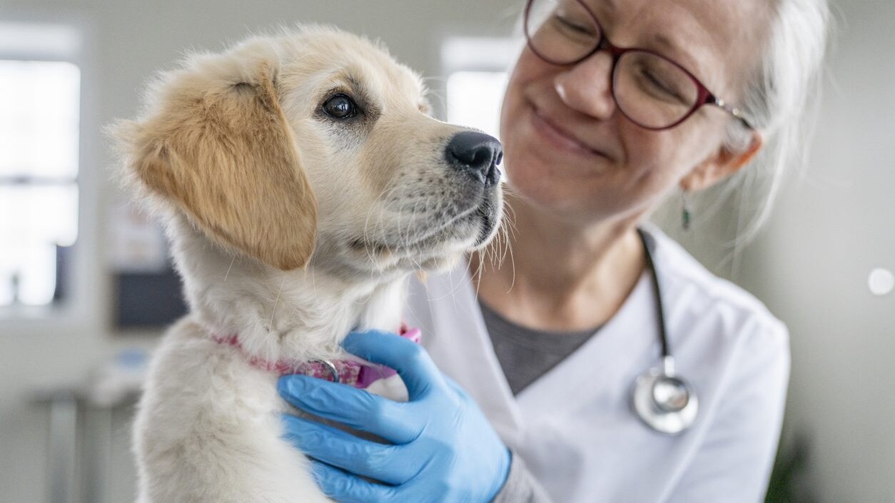 Spese veterinarie detraibili nel 7302024 a chi spetta e quanto e il tetto massimo