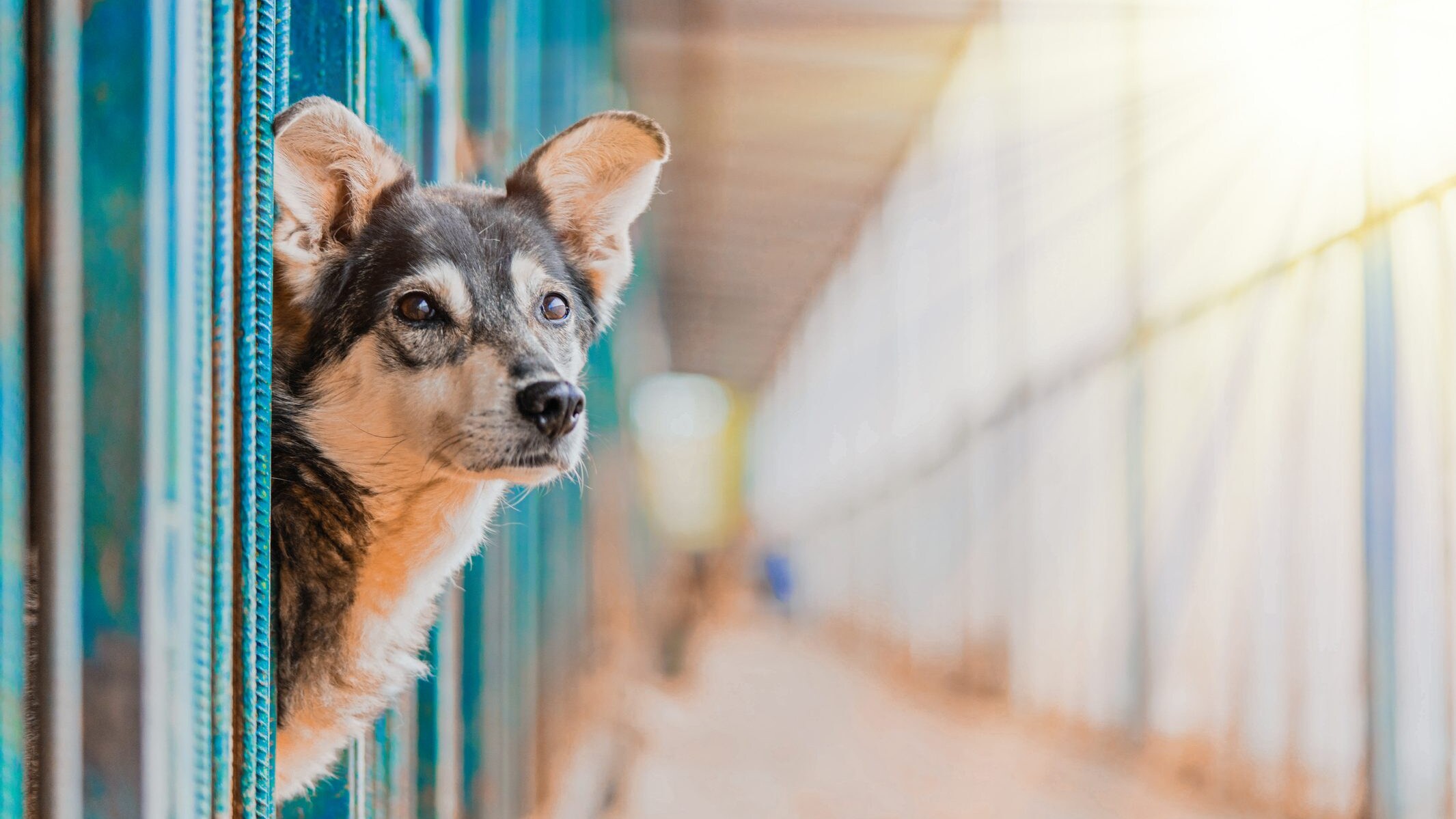 Lasciare il cane al canile se non lo si può accudire è reato?