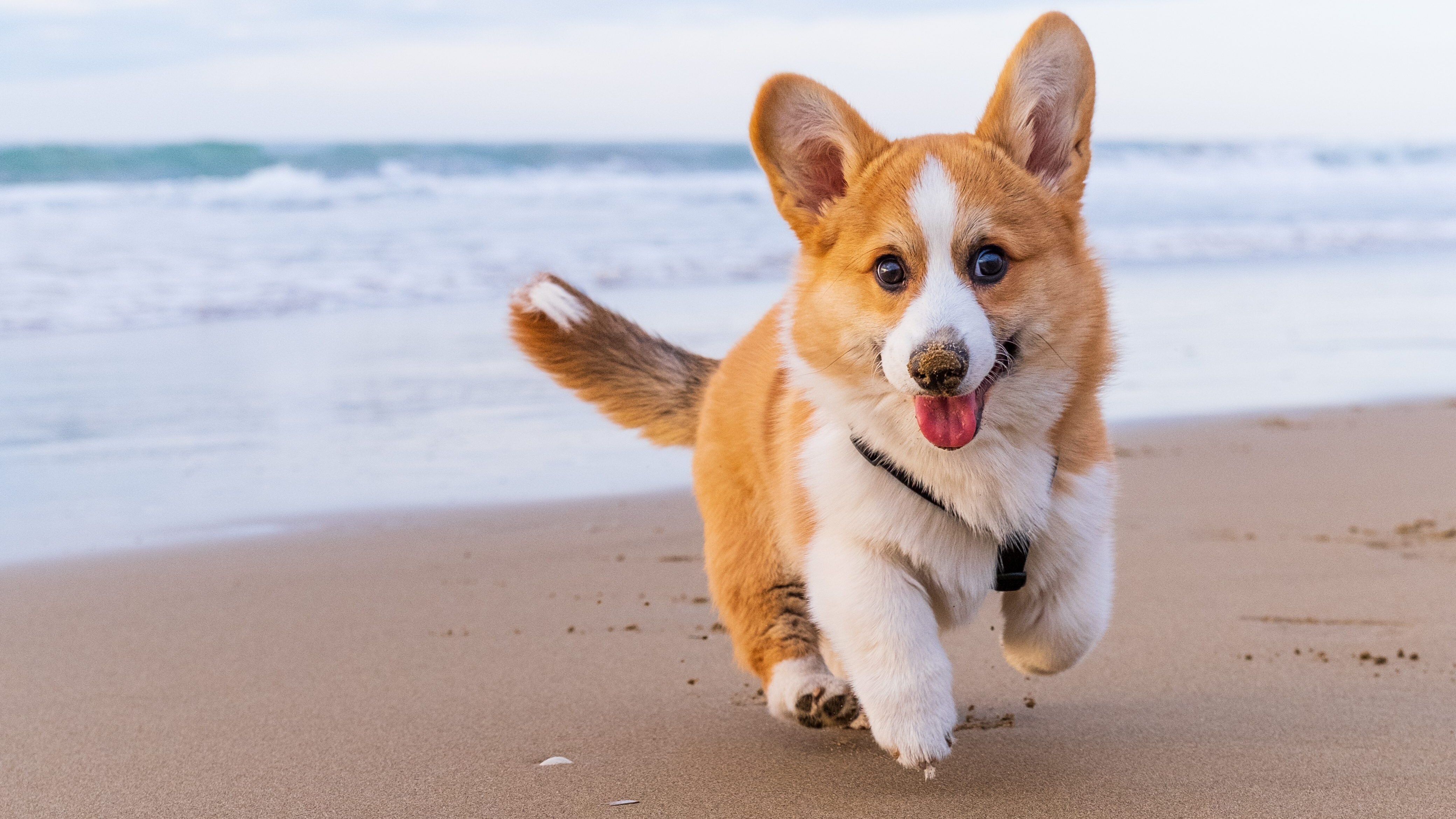 Si può portare il cane in spiaggia libera e al mare? Le regole da rispettare