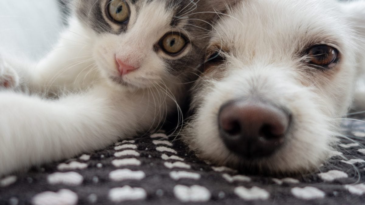 Come fare testamento a favore di animali domestici