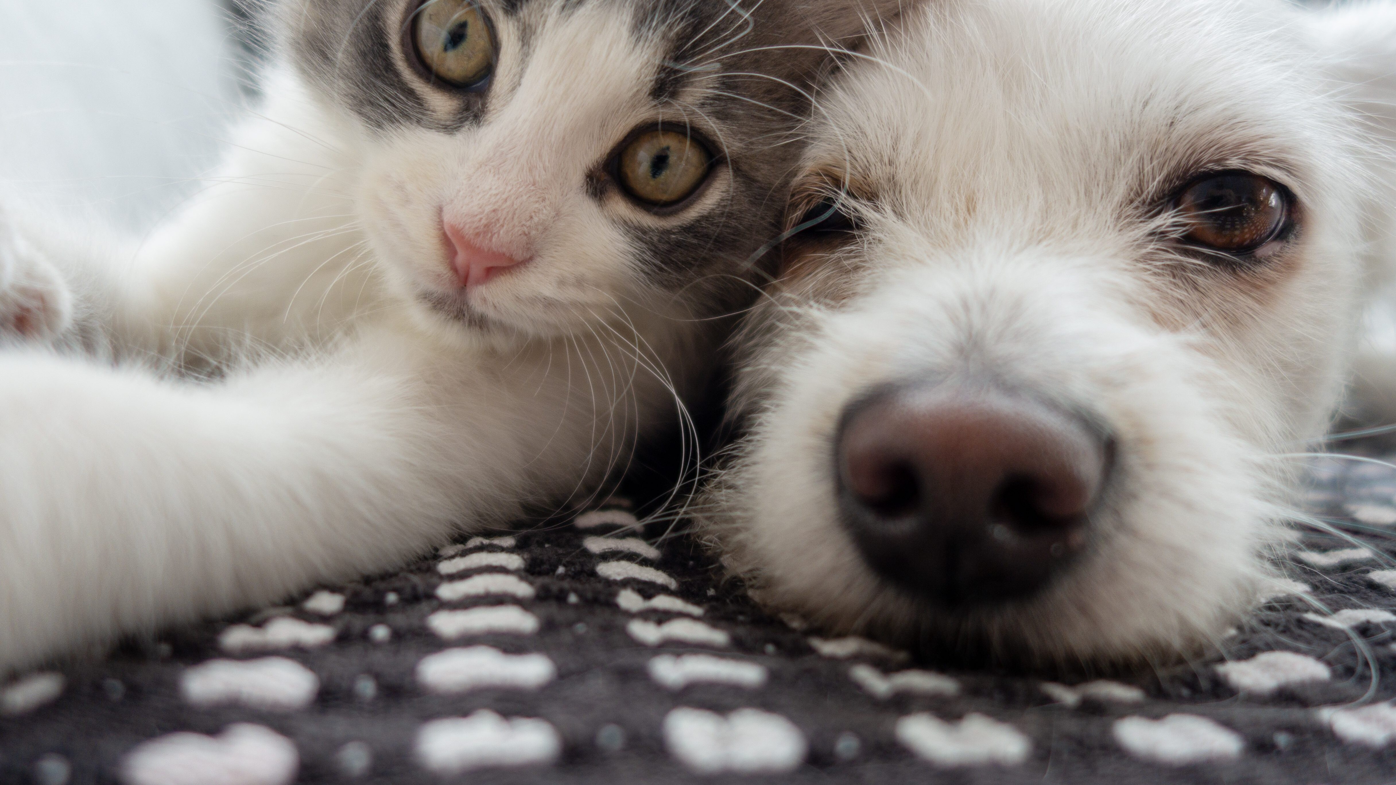 Come fare testamento a favore di animali domestici